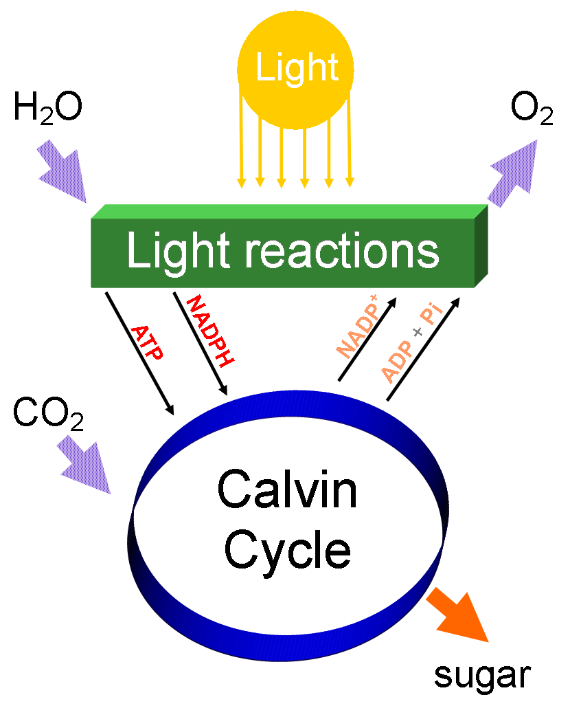 Daniel Mayer (mav), Simple photosynthesis overview, Wikimedia Commons, CC BY-SA 4.0 Упрощённая схема фотосинтеза: свет, вода и углекислый газ дают сахар и кислород